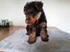 Chiots Welsh Terrier - photo 1