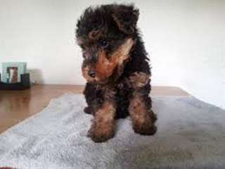 Chiots Welsh Terrier