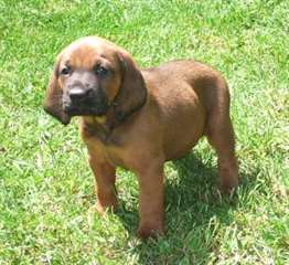 Chiots Redbone Coonhound