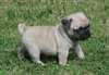 Chiots Pug pour adoption - photo 1