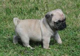 Chiots Pug pour adoption