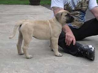 Mignon Chiots Presa Canario