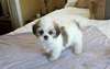 Chiots Lhassa Apso - photo 1