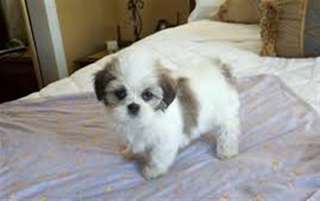 Chiots Lhassa Apso