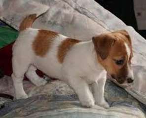 Chiots Jack Russell Terrier