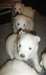 Sublime chiots spitz japonnais - photo 2