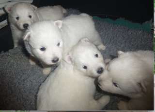 Sublime chiots spitz japonnais