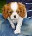 A donner, chiot femelle type Cavalier King Charle - photo 1