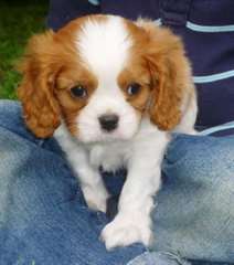 A donner, chiot femelle type Cavalier King Charle