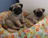 Adorable chiots Carlin : Pug  - photo 2