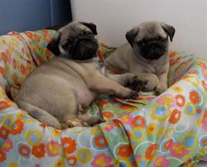 Adorable chiots Carlin : Pug 