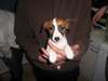 Jack Russel - photo 1