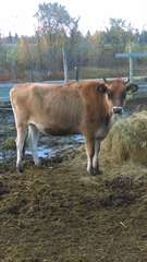 Vache ou Taure Jersey pure race à vendre