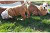 5 sublime chiots types bulldog anglais de pure rac - photo 1