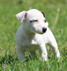 Chiots Jack Russell masculins et féminins