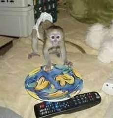 Bébé singe Capucin