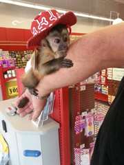 b&#233;b&#233;s Ouistiti singe pygm&#233;