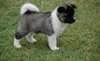 Chiots Akita - photo 1