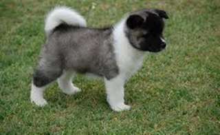 Chiots Akita