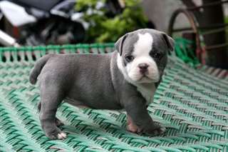 Chiots Bully