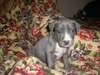 Chiots Pitbull Terrier - photo 1