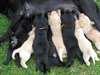 chiot labrador retriever - photo 4