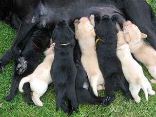 chiot labrador retriever