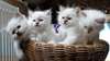 Chaton sacre de birmanie offre - photo 1
