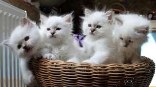 Chaton sacre de birmanie offre