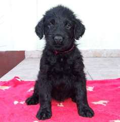 Chiots Noir Russe Terrier