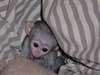 Superbe B&#233;b&#233; singe Capucin - photo 1