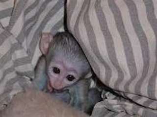 Magnique bébé singe capucin a donner