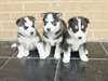 Chiots Husky Sibérien - photo 1