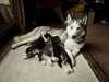 Chiots Husky Sibérien - photo 2