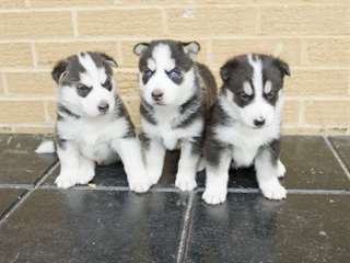 Chiots Husky Sibérien