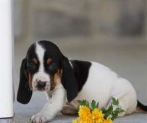 chiot basset hound a donner pour adoption