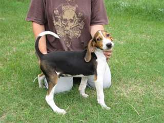 Chiots Treeing Walker Coonhound