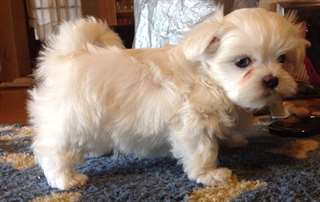 bichon maltais femelle de 3 mois