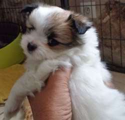 magnifiques chiot femelle croisée spitz à donner