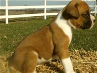 Chiots Boxer pour adoption.
