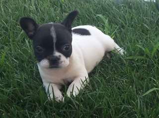 A donner une Bouledogue fran&#231;ais Urgent