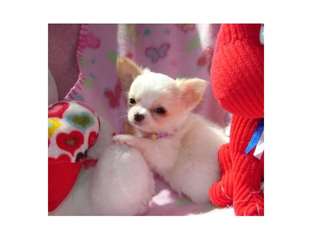 Très jolie chiot chihuahua femelle LOF a donner