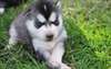 Chiots Siberian Husky pour cadeau - photo 1