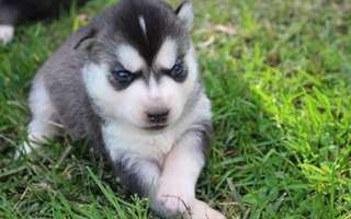 Chiots Siberian Husky pour cadeau