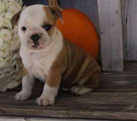 Chiots mignons de bouledogue anglais prêts