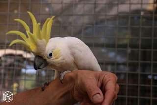 Perroquet petit cacato&#232;s huppe jaune a donner
