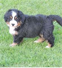 Donne chiot type bouvier bernois femelle non lof à