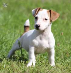 Jack Russell masculins et féminins pour adoption