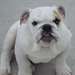 A donner Chiots Bouledogue Anglais m&#226;le - photo 1