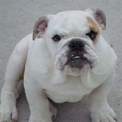 A donner Chiots Bouledogue Anglais mâle